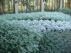 406 Longwood Gardens [2008 August 23]